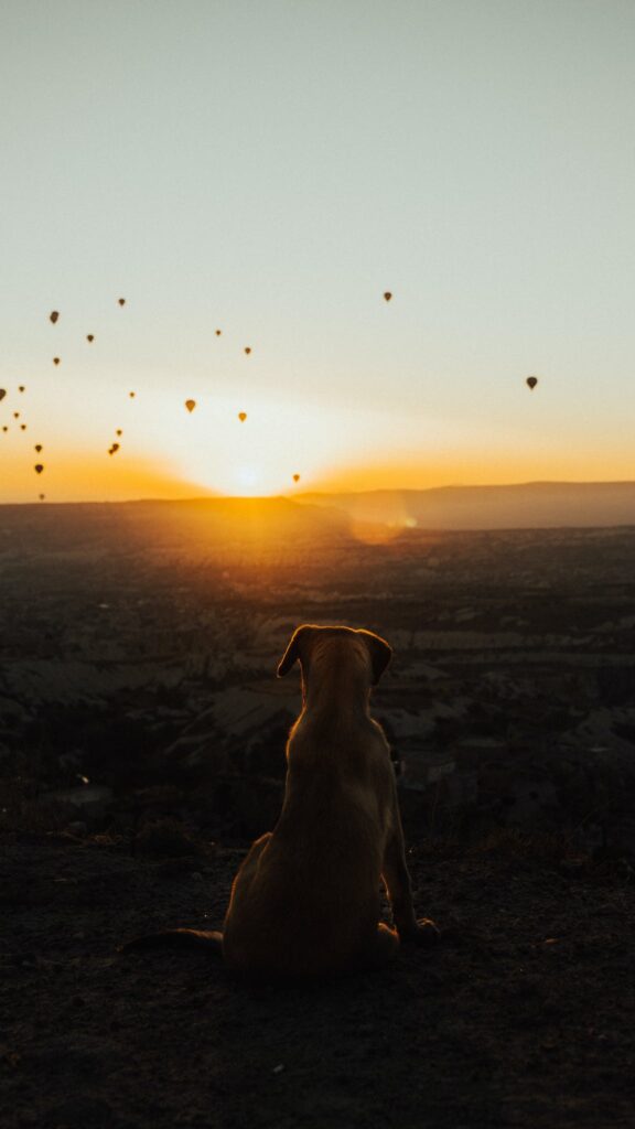 Brown Short Coated Dog Sitting on Ground during Sunset