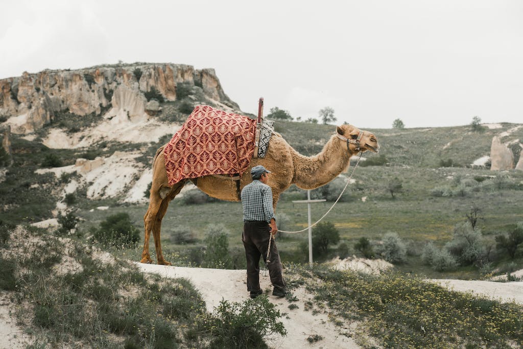 The Camel Trainer